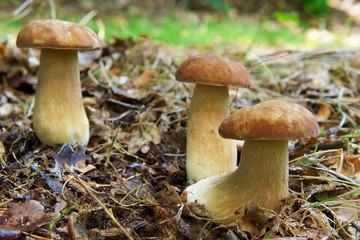 cèpes d'été en forêt
