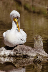 Pelican