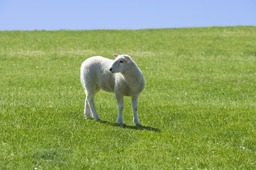 Schäfchen auf der Wiese