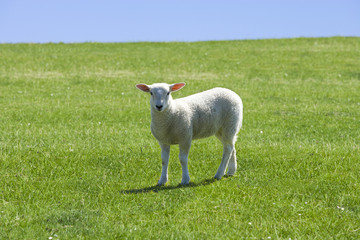 Obraz premium Schäfchen auf der Wiese