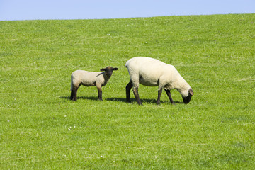 Obraz premium Schäfchen auf der Wiese