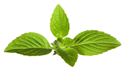 Obraz na płótnie Canvas green mint leaves isolated on white