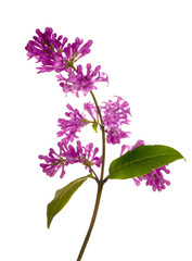 bright lilac floral branch