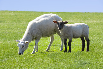 Schäfchen auf der Wiese