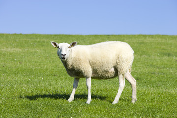 Schaf auf der Wiese