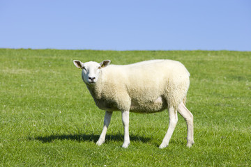Naklejka na ściany i meble Schaf auf der Wiese