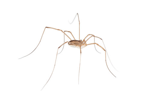 macro of long legs spider