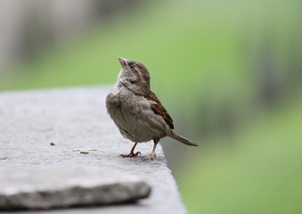 Vogel auf Mauer