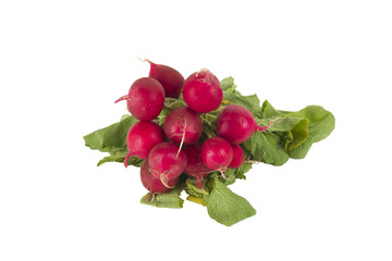 ein Bund Radieschen freigestellt vor weißem Hintergrund