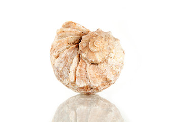 Fototapeta premium Big seashell, studio shot