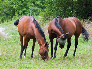 HORSES