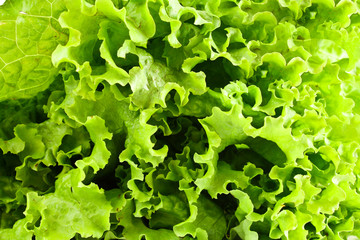 Green salad background