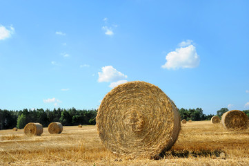 Landwirtschaft 16