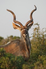Kudu Antelope Portrait