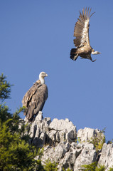 Pareja de buitres leonados.