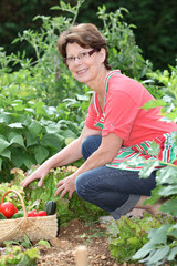 Fototapeta premium Senior woman picking vegetables in kitchen garden