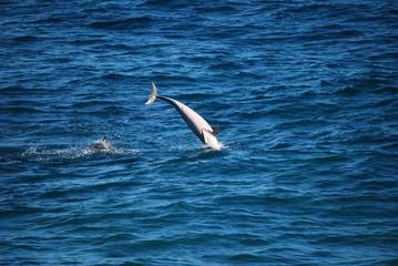 Dolphin dance