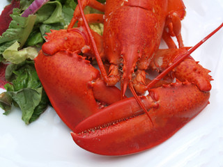lobster meal 7