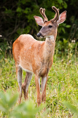 White Tail Buck Deer