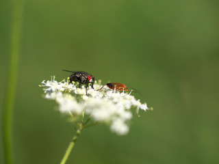 Fliege auf Scharfgarbe