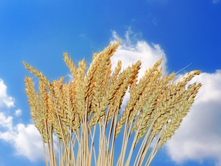 wheat and blue sky