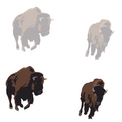 American bison galloping, two color versions © Accent