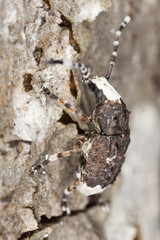 Paprastasis netikrastraublis. Extreme close-up.