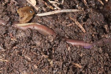 Earthworm