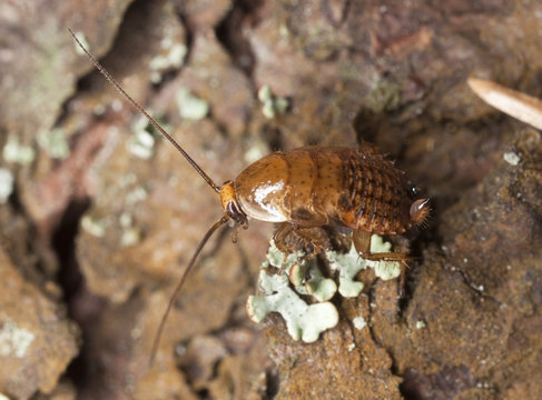 Tawny Cockroach (Ectobius pallidus) Extreme close-up