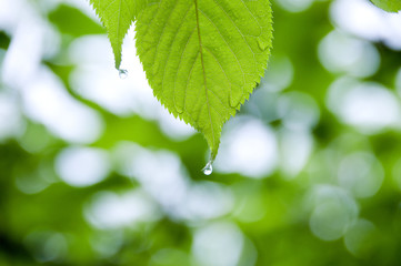 Obraz premium 新緑