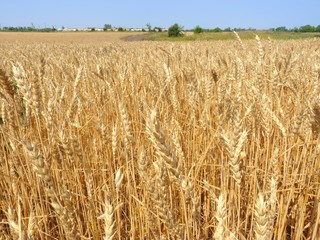 Wheat field.