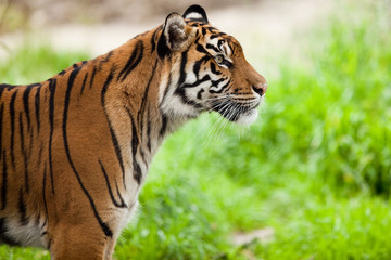 Naklejka na ściany i meble Close-up portrait of a Tiger (Panthera tigris)