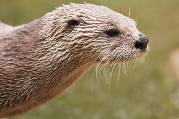North American River Otter (Lutra Canadensis)