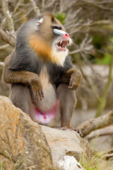 Mandrill (Mandrillus sphinx), primate with colorful face