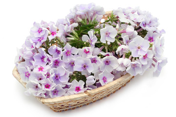 Basket with pink phloxes