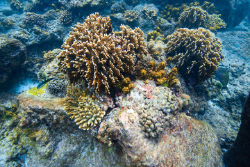 Naklejka na ściany i meble Coral reef under Andaman sea at Similan Island Thailand