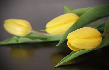Obraz premium Three yellow tulips