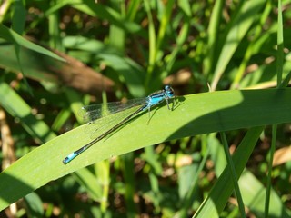 Große Pechlibelle