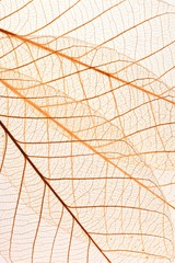 Skeleton leaf background