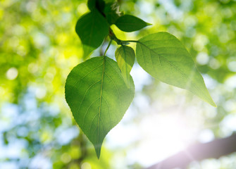 Two green leafes in sunny day