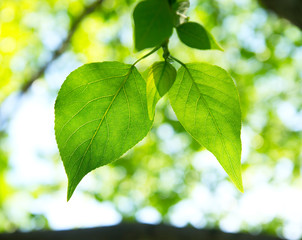 Fototapeta na wymiar Two green leafes in sunny day