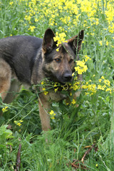 Schäferhund im Rapsfeld