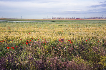Campo en Pinto. Madrid