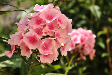 Flammenblume - Garten-Phlox