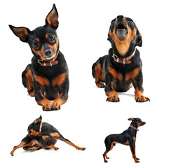 pinscher nain