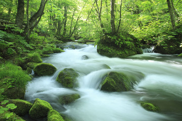 water spring in forest