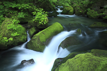 water spring in forest