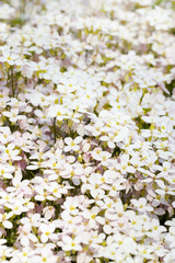 field of white flowers