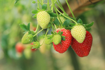 strawberry plant