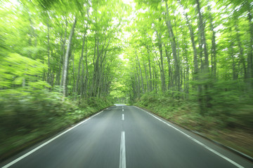 Obraz premium forest drive